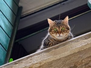 Telas de proteção para cobertura em São Paulo