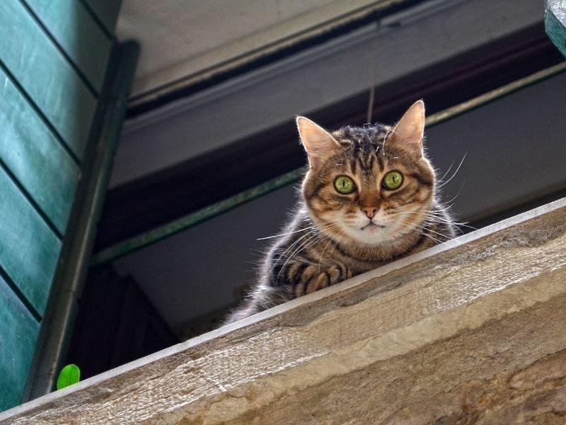 Telas de proteção para cobertura em São Paulo