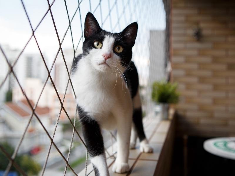 Garanta a segurança de animais com rede protetora em Pinheiros, São Paulo